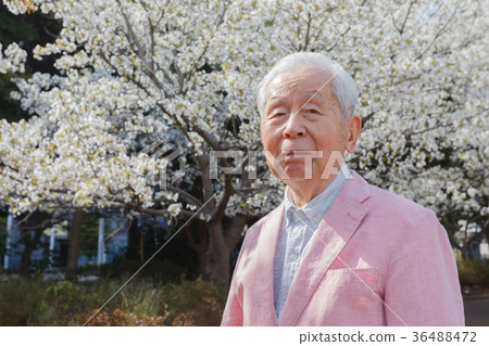 櫻花高級 36488472
