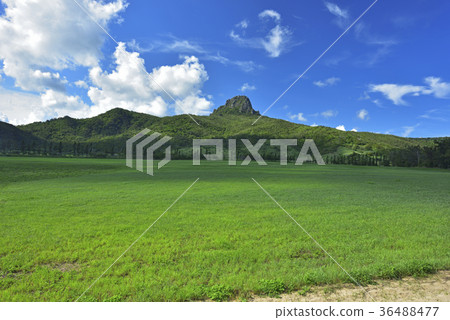 屏東縣,恆春鎮,墾丁,墾丁國家公園,大尖山,大尖山草原,牧場,農場,草原 36488477