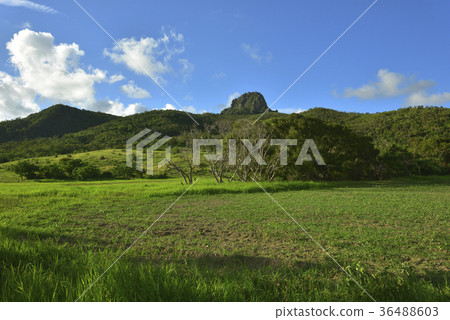 屏東縣,恆春鎮,墾丁,墾丁國家公園,大尖山,大尖山草原,牧場,農場,草原 屏東縣,恆春鎮,墾丁,墾丁國家公園,大尖山,大尖山草原,牧場,農場,草原 36488603