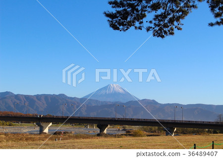 [Yamanashi Prefecture] Mt. Fuji and Shingenbashi/pine 36489407