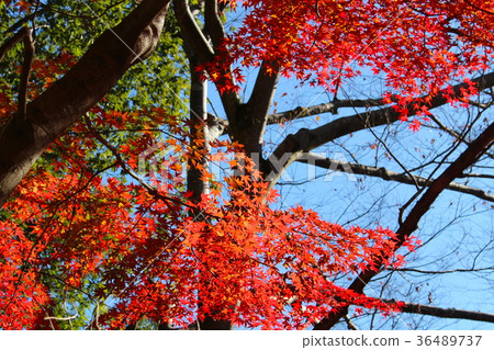 [Tokyo] Autumn leaves of the Mitake Valley 36489737