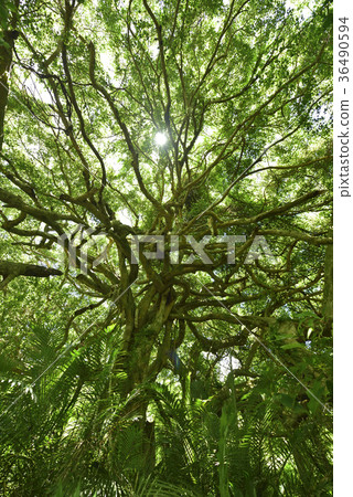 Walking trees, Lushan tribe, giant wood, huge, tall, mountain, forest, banyan, Taiwanese secret, Taiwan, Taitung County, Yanping Township 36490594