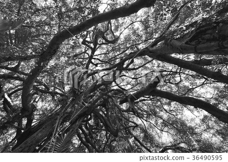 會走路的樹,鸞山部落,巨木,巨大,高大,山,森林,榕樹,臺灣秘境,臺灣,台東縣,延平鄉 會走路的樹,鸞山部落,巨木,巨大,高大,山,森林,榕樹,臺灣秘境,臺灣,台東縣,延平鄉 36490595