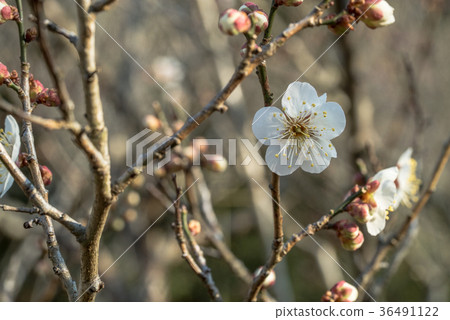 Plum blossom branch of plum Plum blossom branch of plum 36491122