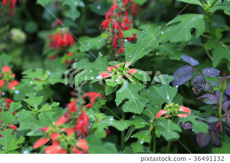 Summer poinsettia on a rainy day Summer poinsettia on a rainy day 36491132