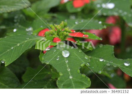 Summer poinsettia on a rainy day 36491152