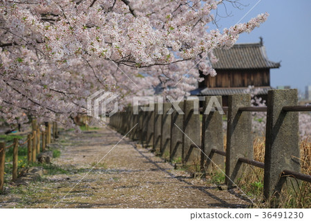 福岡城遺址 36491230