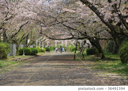 Fukuoka Castle ruins Sakura Highway Fukuoka Castle ruins Sakura Highway 36491394