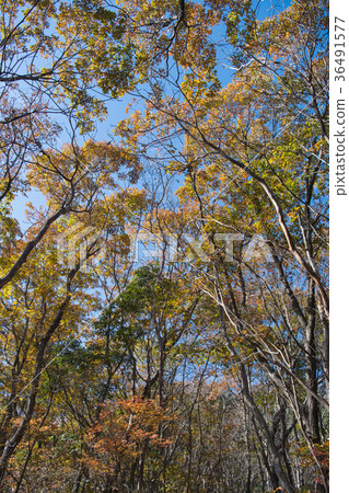 Godoyama autumn leaves Godoyama autumn leaves 36491577
