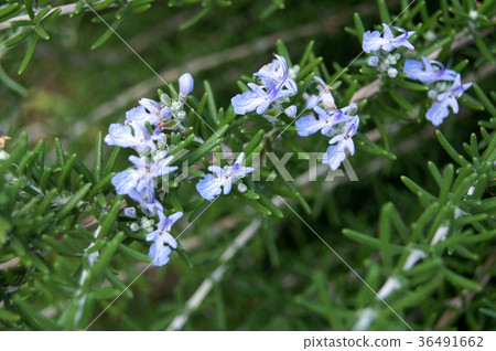 Rosemary at flowering time (November) 36491662