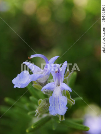 Rosemary at flowering time (November) 36491665