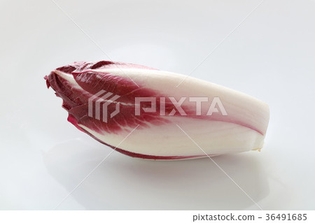 紅菊苣 36491685
