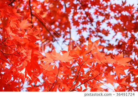 maple leaves 36491724