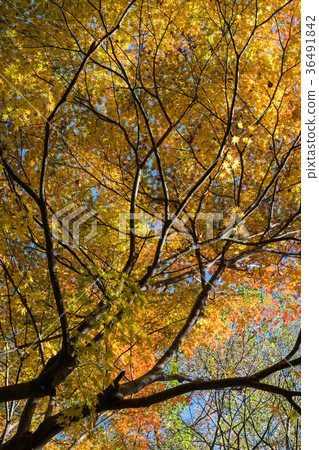 maple leaves 36491842