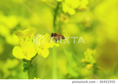 Rape field 36491950