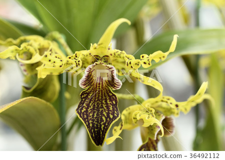 金釵石斛 36492112