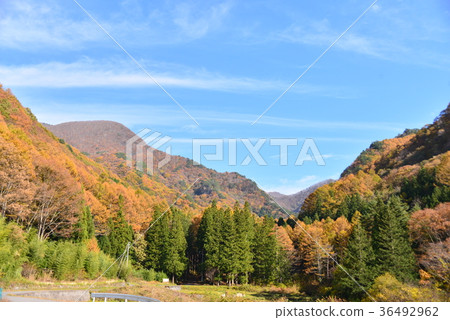 Autumn leaves in the valley Autumn leaves in the valley 36492962