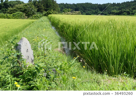 Rural landscape Rural landscape 36493260