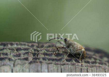 Weevil weevil Weevil weevil 36493325