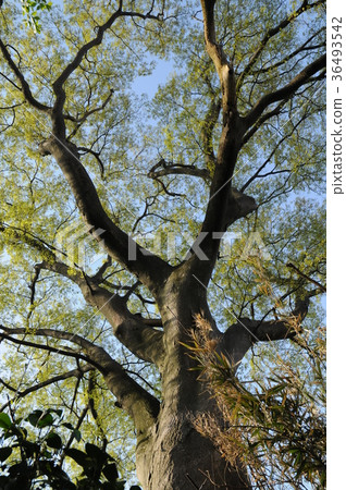 Under a big tree 36493542