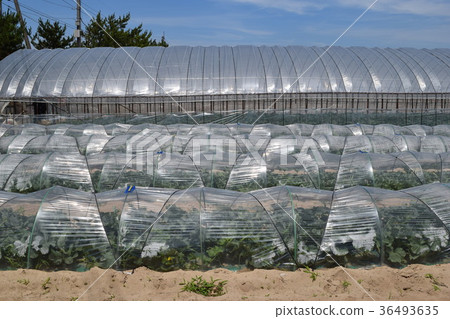Vinyl tunnel cultivation 36493635