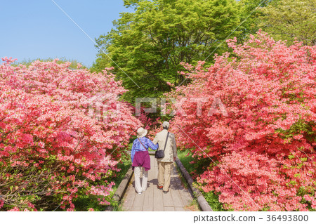 高級夫婦在“八幡杜鵑社區”散步 36493800