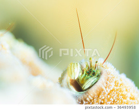 Kanzashi hermit crab 36493958