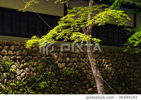 Fresh green Fresh green 36494165