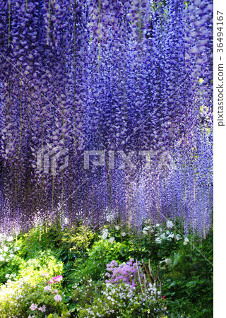 Wisteria Wisteria 36494167
