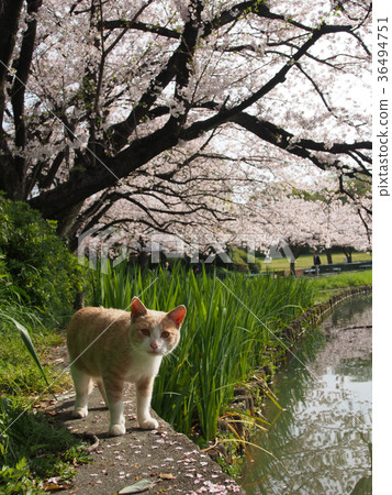 桜と猫 桜と猫 36494751