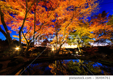 Autumn leaves in the thirty-year-old ant light up Autumn leaves in the thirty-year-old ant light up 36494761