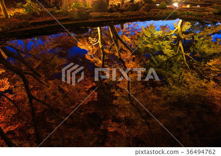 Autumn leaves in the thirty-year-old ant light up 36494762