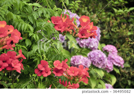 The red flower of the cod 36495082