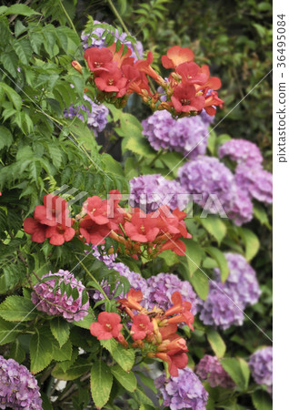 Nouzen Kazura and Hydrangea 36495084