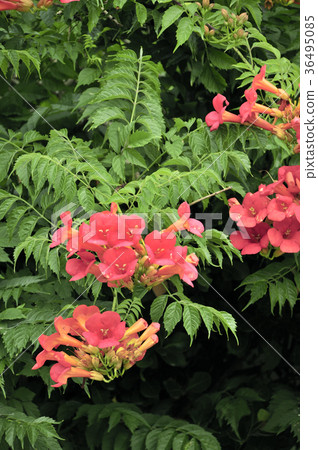 The red flower of the cod 36495085