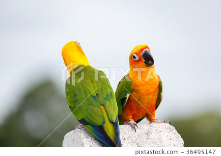 Sun Conure parrot 36495147