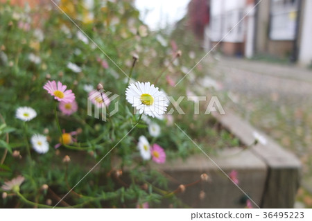 Roadside flower (Rye) Roadside flower (Rye) 36495223