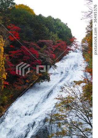 [Autumn leaves best time] Yutaki autumn leaves (Yunoko) 36495376