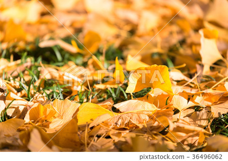 Autumn Ginkgo Autumn Ginkgo 36496062