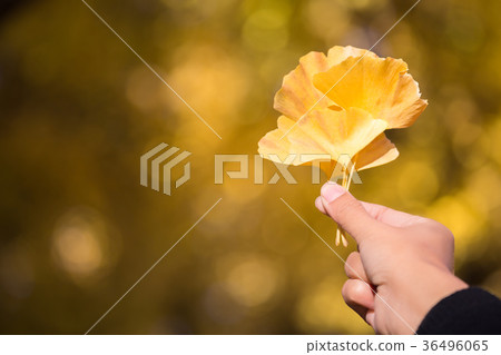 Yellow ginkgo leaves on hand Yellow ginkgo leaves on hand 36496065