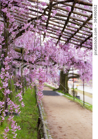 半樹櫻花的道路 半樹櫻花的道路 36496082