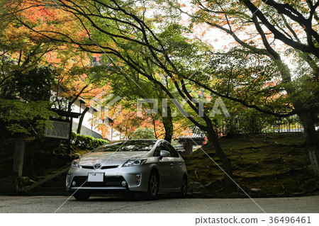 秋季普銳斯 36496461