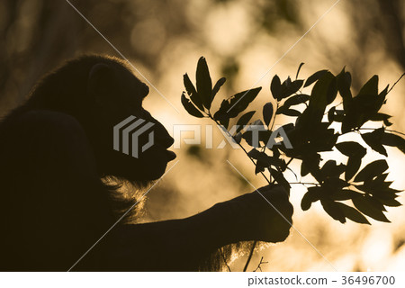 Chimpanzee silhouette giving a gift 36496700