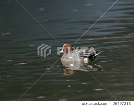 A bird bird came to Japan in winter A bird bird came to Japan in winter 36497218