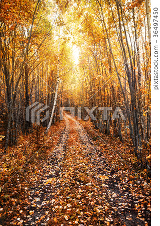 Autumn sunny landscape with a forest road 36497450