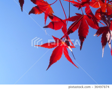 Autumn leaves Autumn leaves 36497874