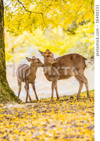 Nara Park: Deer and Ginkgo Nara Park: Deer and Ginkgo 36498331
