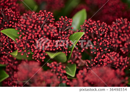 撇渣器Japonica Ruvesta 撇渣器Japonica Ruvesta 36498554