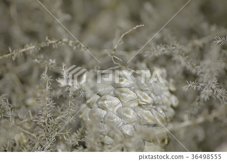 與雪松果的花圈材料 與雪松果的花圈材料 36498555