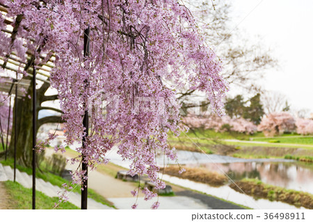 半樹櫻花的道路 半樹櫻花的道路 36498911